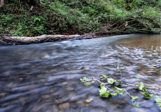 A river runs through a densely wooded forest.